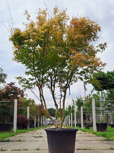Goldgelber Fächer-Ahorn (Acer palmatum 'Aureum') 200–250 cm im Container, mehrstämmiger Baum mit gelbgrünem Laub.