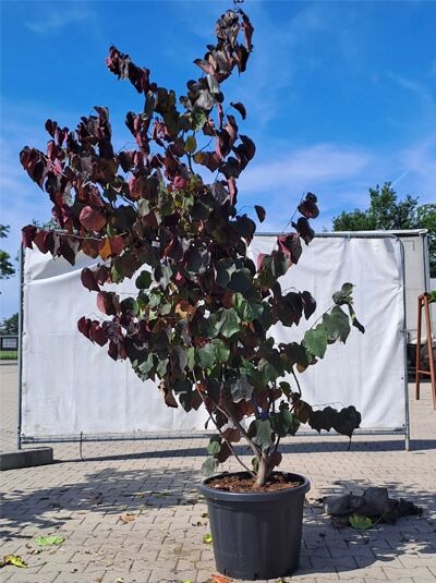 Amerikanischer Judasbaum 'Forest Pansy' 250-300 cm (874382) / Cercis canadensis 'Forest Pansy'