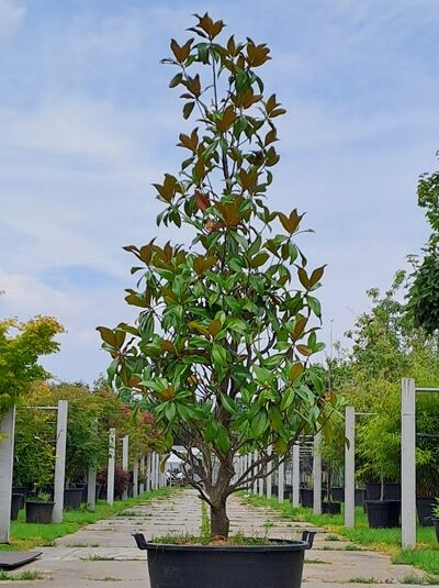 Großblütige Magnolie 'Galissonière' 250-300 cm / Großblütige Magnolie 'Galissonière' 250-300 cm