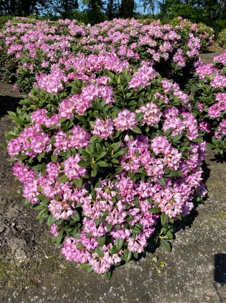Rhododendron Hybride 'Arktis' (Rhododendron 'Arktis') Solitär, breiter Strauch mit rosa Blütenständen und dunkelgrünem Laub.