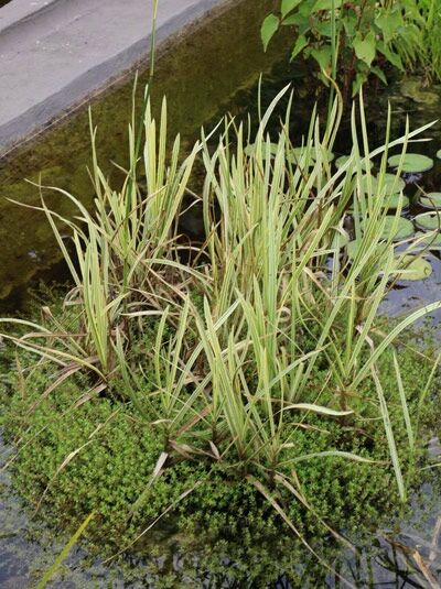 Buntblättriges Garten-Süßgras 'Variegata' / Wasserschwaden 'Variegata' / Glyceria maxima 'Variegata'