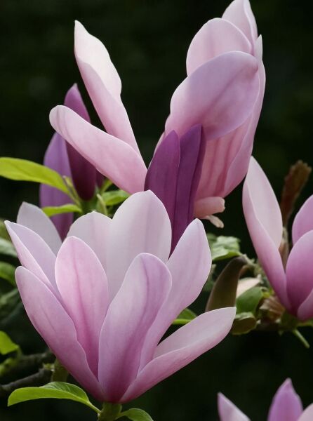 Berg-Magnolie Magnolia fraseri 'George Henry Kern' mit rosafarbenen, aufrechten Blüten an Zweigen mit grünen Blättern