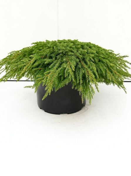 Grüner Kriech-Wacholder (Juniperus communis 'Green Carpet'), flach wachsend, 40–50 cm breit, im Topf (C5)