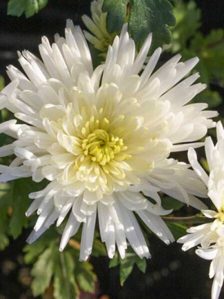 Winter-Aster 'Havelschwan' / Chrysanthemum hortorum 'Havelschwan'