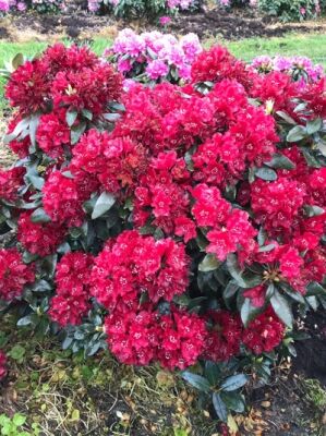 rhododendron dalhousiae R. dalhousiae var rhabdotum