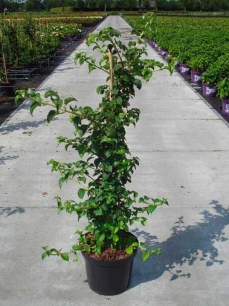 Kletter-Hortensie / Hydrangea anomala petiolaris