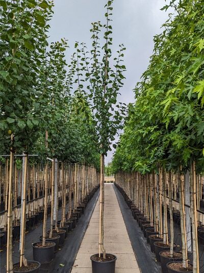 Prunus domestica 'The Czar' / Pflaume 'The Czar' Hochstamm 10-12 StU im Container, schlanker Stamm mit aufrechter Krone im Topf