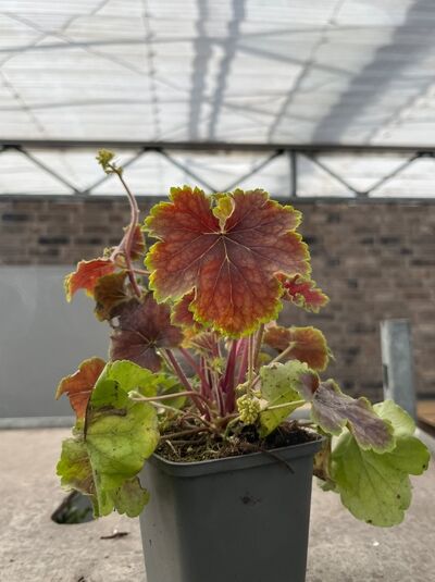 Purpurglöckchen 'Tiramisu' - Heuchera 'Tiramisu'