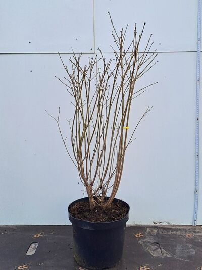 Koreanischer Flieder 'Miss Kim / Koreanischer Flieder 'Miss Kim