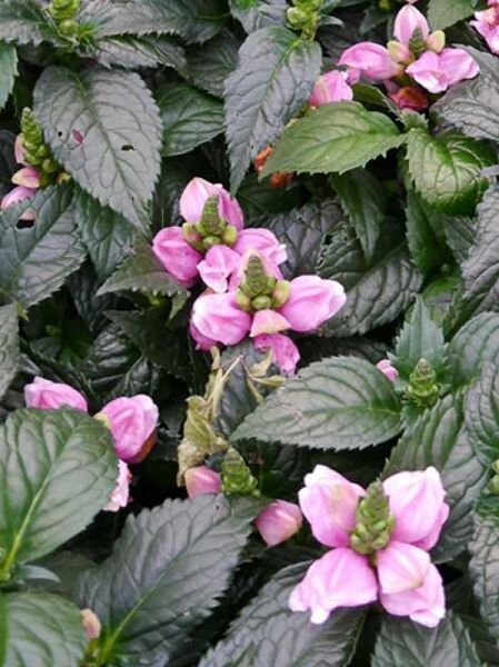 Schlangenkopf / Chelone obliqua