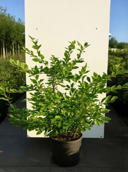 Vaccinium corymbosum 'Goldtraube' / Heidelbeere Goldtraube 80-100 cm C20, buschige Pflanze im Topf mit grünem Laub