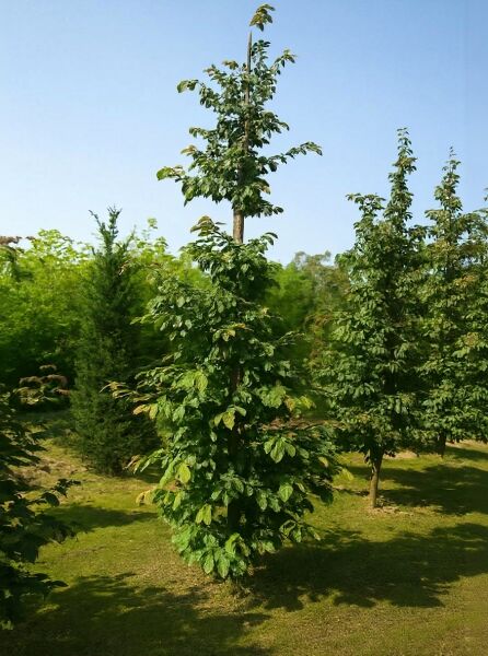 Parrotia persica (Eisenholzbaum) 200-250 cm, Hochstamm mit durchgehend belaubter Krone und aufrechtem Wuchs
