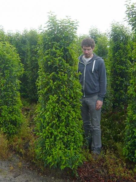 Portugiesischer Kirschlorbeer / Portugiesischer Kirschlorbeer