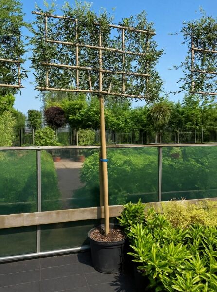 Quercus ilex / Stein-Eiche Hochstamm-Spalier, im Topf, Stamm ca. 180 cm, Spalierkrone mit grünem Laub.