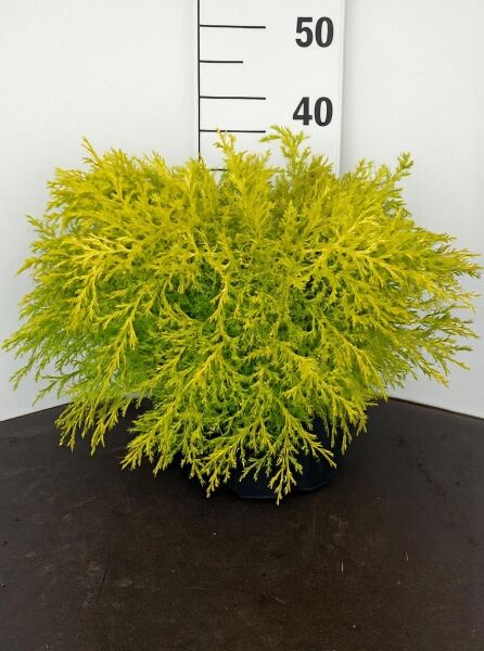 Zwerg-Hinoki-Scheinzypresse 'Kamarachiba' (Chamaecyparis obtusa) 30-40 cm C7, kompakter Strauch im Topf mit gelbgrünem Nadelwerk.