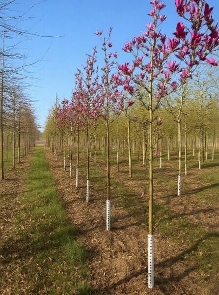 Magnolia liliiflora 'Nigra' / Purpur-Magnolie 'Nigra' Hochstamm mit purpurfarbenen Blütenknospen in Baumschulreihe