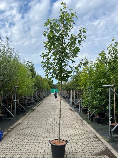 Liquidambar styraciflua 'Worplesdon' / Amberbaum 'Worplesdon' Hochstamm 8-10 StU im Container mit grünem Laub