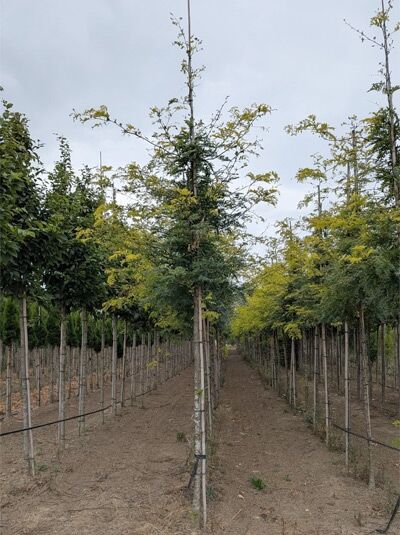 Gold-Gleditschie (Gleditsia triacanthos 'Sunburst') Hochstamm 12-14 StU, gerader Stamm mit lockerer Krone, angebunden im Feldbestand
