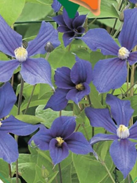 Stauden-Clematis 'Durandii' / Clematis durandii