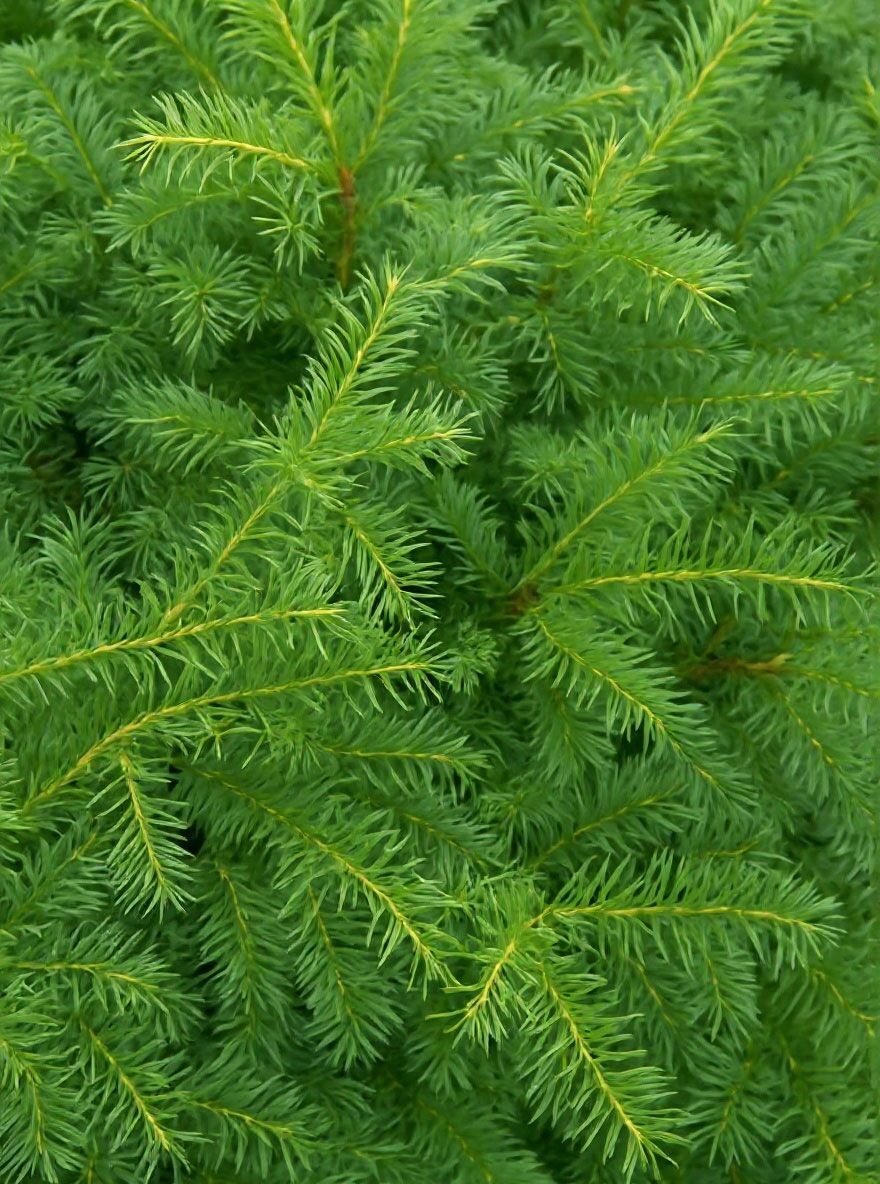 Kissen-Eibe / Tafel-Eibe - Taxus baccata 'Repandens' - Baumschule NewGarden