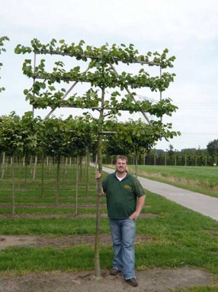 Tilia cordata Greenspire / Winter-Linde 'Hochstamm-Spalier' H:150 B:200 T:10 (200 cm Stamm)
