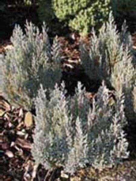 Juniperus horizontalis 'Grey Pearl' / Teppich-Wacholder 'Grey Pearl'