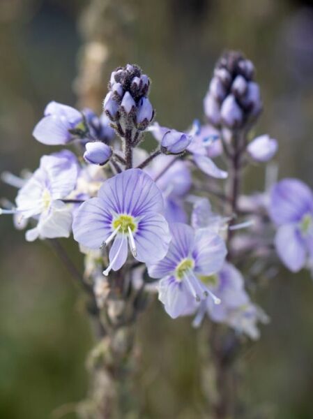 Enzianblättriger Ehrenpreis 'Maihimmel' / Veronica gentianoides 'Maihimmel'