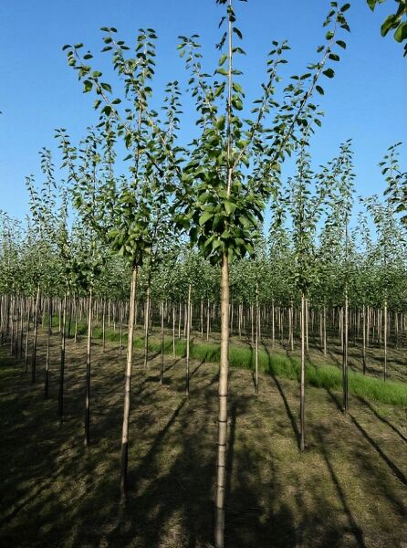 Prunus domestica 'Italienische Zwetschge' – Pflaume Italienische Zwetschge (Fellenbergzwetschge) Hochstamm, 12–14 StU, mit Stammstütze