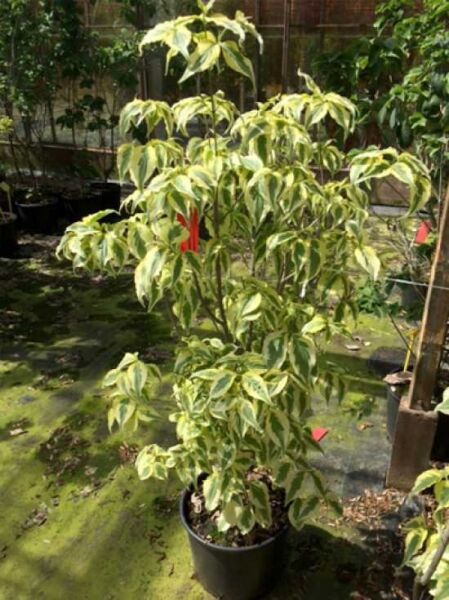 Japanischer Hartriegel 'Celestial Shadow' / Cornus kousa 'Celestian Shadow'