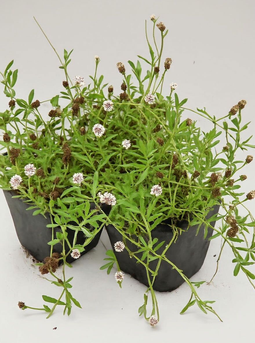 Teppichverbene 'Summer Pearls' - Phyla nodiflora 'Summer Pearls' -  Baumschule NewGarden