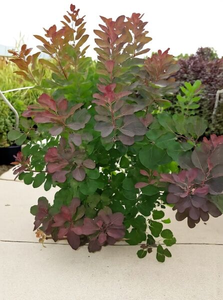 Perückenstrauch 'Grace' (Cotinus coggygria) 100-125 cm C25, buschiger Strauch mit grünem bis rötlich-violettem Laub.