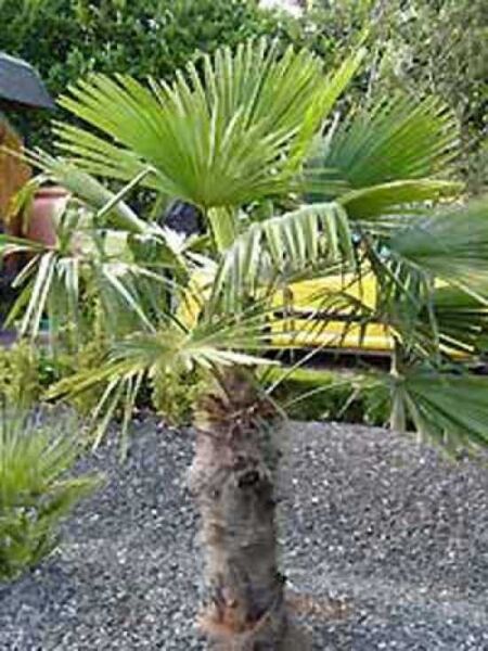 Chinesische Hanfpalme / Trachycarpus fortunei