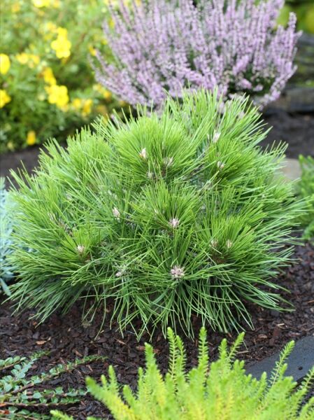 Pinus densiflora 'Low Glow' / Japanische Rotkiefer 'Low Glow' / Japanische Zwerg-Rot-Kiefer 'Low Glow' / Japanische Zwerg Rot Kiefer 'Low Glow'