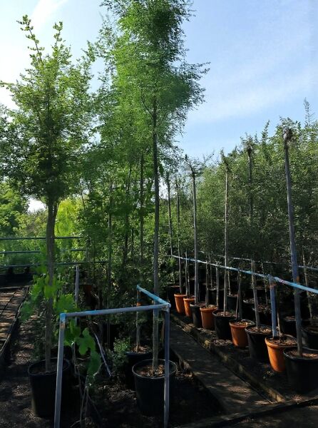 Dornenlose Gleditschie (Gleditsia triacanthos f. 'Inermis') Hochstamm 8-10 StU im Container, Baum im Topf in Baumschule.