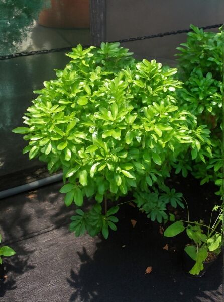 Choisya ternata (Orangenblume) 40-50 cm C10, buschiger Strauch mit glänzend grünen, gefingerten Blättern.