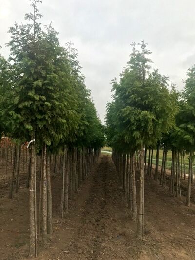 Urweltmammutbaum / Wasserlärche / Wassertanne  / Urweltmammutbaum / Wasserlärche / Wassertanne 