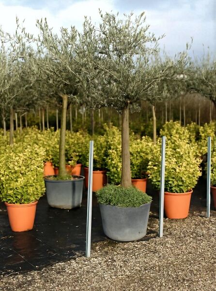 Olea europaea (Olivenbaum) Hochstamm 18–20 StU im Container, kugelige Krone mit silbrig-grünem Laub und Stamm im Topf