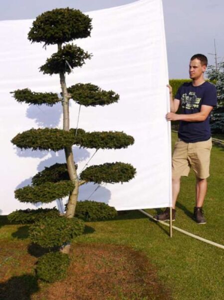 Picea orientalis 'Aurea' H: 200 cm B: 110 cm / Garten-Bonsai (0070)