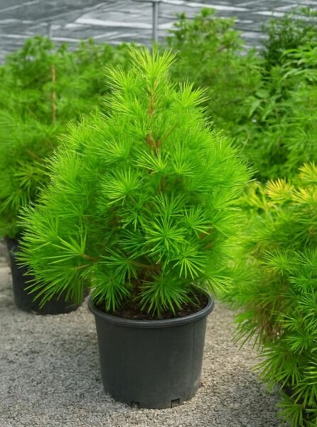 Sciadopitys verticillata 'Compacta' / Schirm-Tanne 'Compacta', Solitär im Topf, 80–100 cm, mit dichten schirmartigen Nadelquirlen