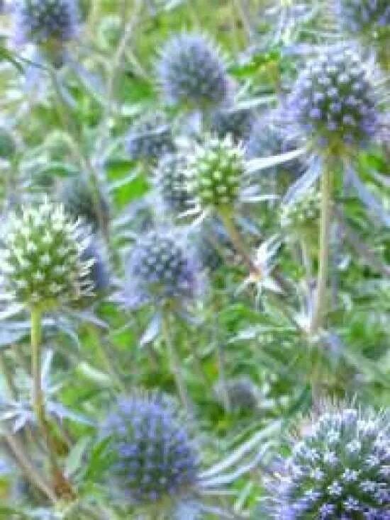 Kleine Garten-Edeldistel / Eryngium planum