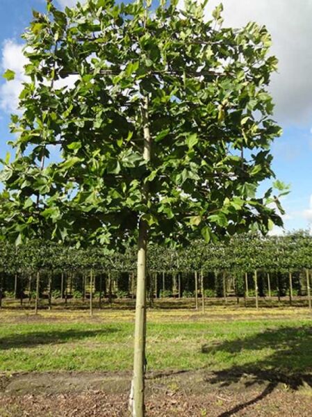 Platanus acerifolia / Platane 'Hochstamm-Spalier' H:200 B:210 T:20 (Stamm 225 cm)