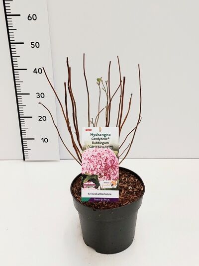 Ballhortensie ‘Candybelle® Bubblegum’/ Waldhortensie’ Candybelle® Bubblegum’ / Hydrangea arborescens 'Candybelle Bubblegum'®