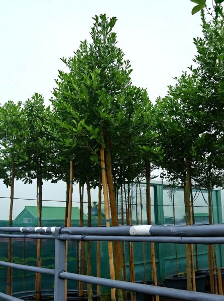 Stechpalme Ilex mutchagara 'Nellie R. Stevens' Hochstamm 200 cm, Stamm 12-14 StU, im Container, baumförmig mit dichter Krone.