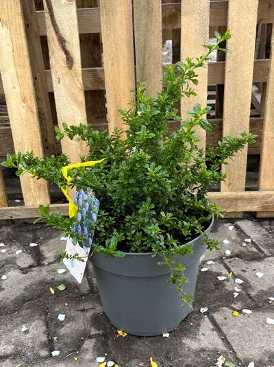 Ceanothus 'Blue Mound' / Säckelblume 'Blue Mound' 30-40 cm (breit) C2 im Topf, kompakter Strauch mit dichtem grünen Laub