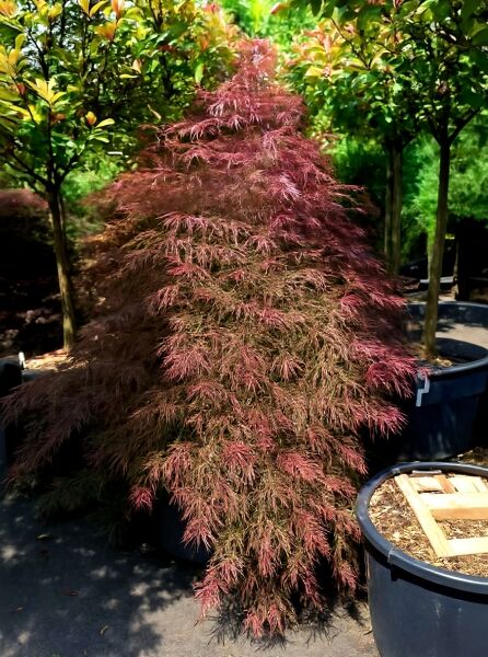Dunkelroter Schlitz-Ahorn (Acer palmatum 'Dissectum Garnet'), 175–200 cm, C90, im Container mit fein geschlitztem Laub