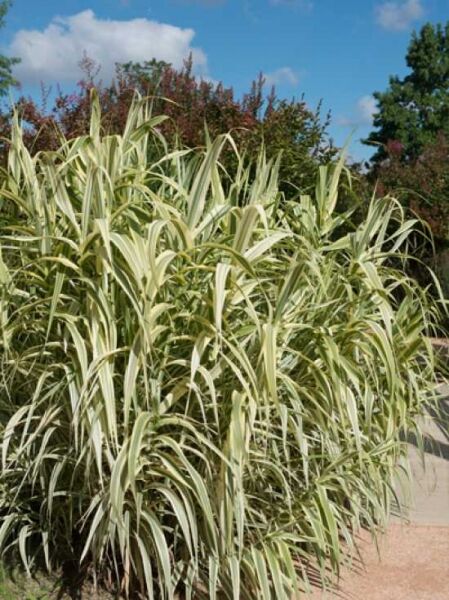 Pfahlrohr 'Variegata' / Pfahlrohr 'Variegata'