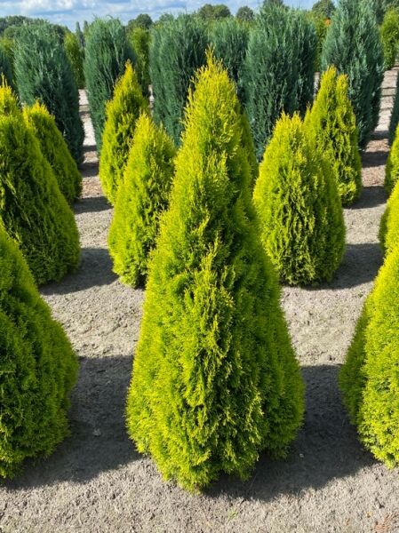 Thuja occidentalis 'Golden Smaragd' / Lebensbaum 'Golden Smaragd', goldgrüner, kegelförmiger Nadelgehölzstrauch 150-175 cm m. B.