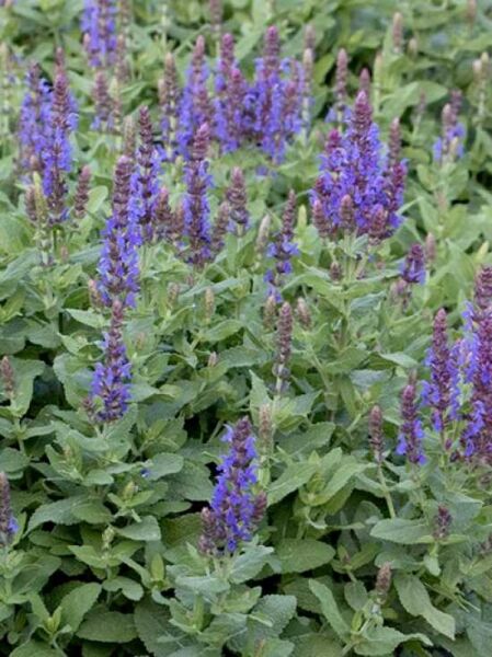 Steppen-Salbei 'Sensation Sky Blue' / Salvia nemorosa 'Sensation Sky Blue®'