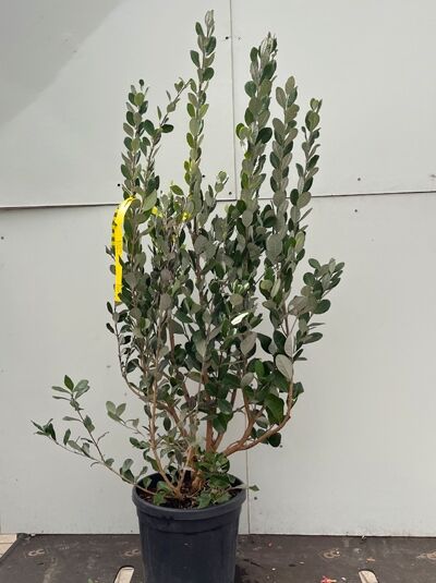 Brasilianische Guave / Ananas-Guave / Acca sellowiana