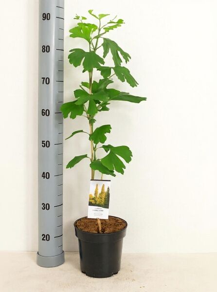 Ginkgo biloba (Ginkgobaum/Fächerblattbaum) 60–80 cm, C3-Topf, junge Pflanze im schwarzen Kulturtopf mit fächerförmigen Blättern.
